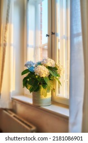 A Vase Of Fresh Bigleaf Hydrangeas Neatly Arranged On A Window. Beautiful White Flowers Against Soft Sunlight In A House. Decorative Petals And Leaves Adding Zen And Beauty To A Show Room Of A Rental