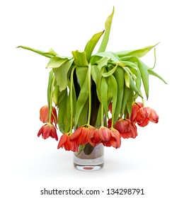 A vase full of droopy and dead flowers (tulips).  Isolated on white.