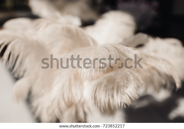 Vase Paper Ornaments Fluffy White Feathers Stock Photo Edit Now