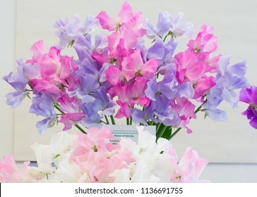 Vase of pink and blue sweet peas