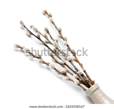 Vase with pussy willow branches isolated on white background