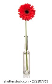 Vase, Single Flower, Flower.