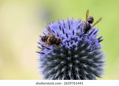 Vasp doing the work on a flower