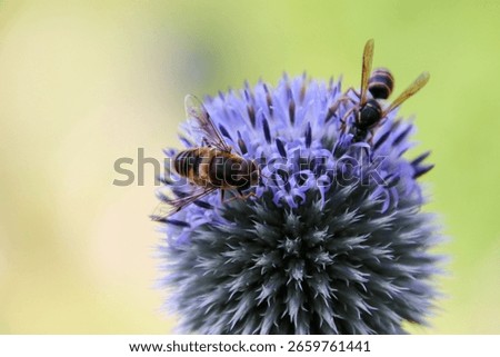 Vasp doing the work on a flower