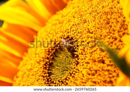 vasp doing the work on a sunflower