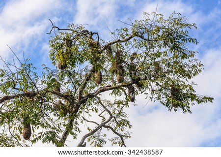 Vasp nests on the tree in the Amazon Rainforest, close to Manaus, Brazil