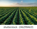 Vast agricultural field at sunset, showcasing rows of vibrant soybean green crops under a vast sky