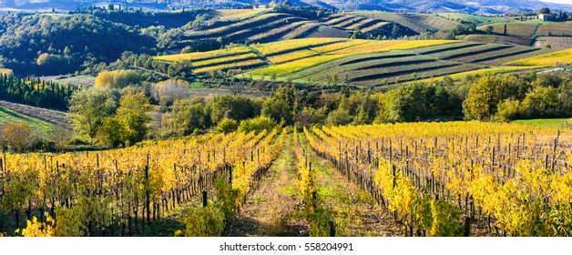 Vast autumn vineyards of Tuscany. Famous wine region Chianti, Italy