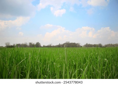 A vast expanse of lush, green wheat fields stretches out under a clear blue sky with the contrast of soft fluffy clouds. - Powered by Shutterstock