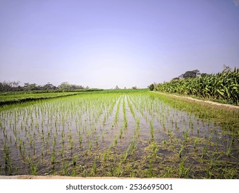 a vast expanse of a rice paddy field. The field is flooded with water, and young rice seedlings are growing in neat rows. The water reflects the clear blue sky above. - Powered by Shutterstock