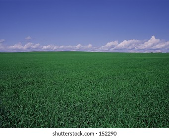 Vast Field
