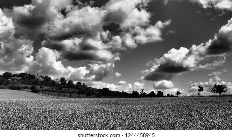 The vast field of corn