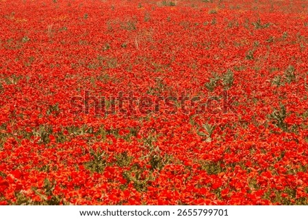 A vast field filled with an endless array of blooming red poppies under a bright blue sky, showcasing nature s beauty and abundance during spring or summer season