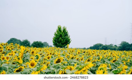 A vast field of sunflowers stretches towards a lone tree silhouetted against a clear blue sky. The sunflowers are bright yellow and in full bloom - Powered by Shutterstock