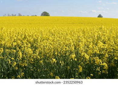 Vast Field of Yellow Rapeseed Flowers in Southern Germany