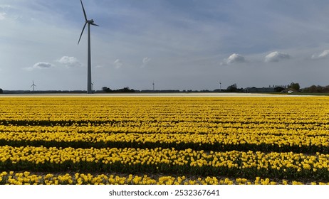 A vast field of yellow tulips with wind turbines in the background under a partly cloudy sky. - Powered by Shutterstock