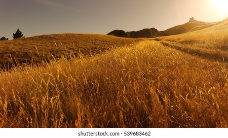 Vast fields in slight breezes