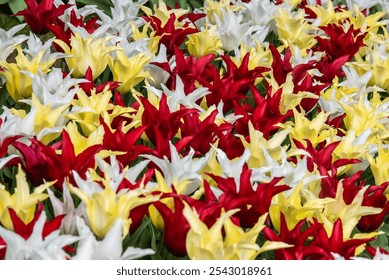 Vast Flower Field of Red, Yellow and White Tulips in Full Bloom with Green Petals - Powered by Shutterstock