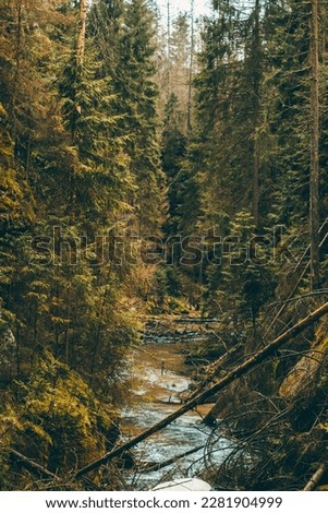 vast forest and paths in the forest