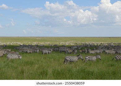 A vast gathering of zebras grazing on lush green grasslands under a bright blue sky in Serengeti National Park, Tanzania, showcasing the beauty of African wildlife - Powered by Shutterstock