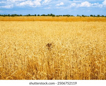 A vast golden wheat field ready for harvest under a clear blue sky. - Powered by Shutterstock