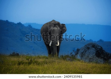 In the vast grassland, a majestic elephant strides, its grandeur Towering above the sea of grass, it moves with grace, a gentle giant embodying the serene  magnificence of the savannah