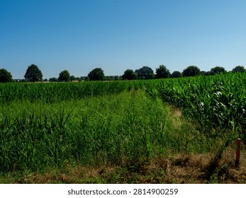 Vast green corn fields divided by a grassy pathway under blue summer sky
