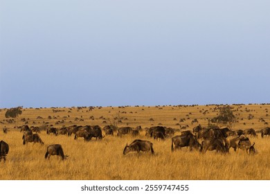 A vast herd of wildebeest grazing on golden grasslands during the Great Migration, under a serene sky in the African savanna. - Powered by Shutterstock