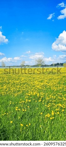 A vast landscape of lush countryside covered in bright yellow flowers contrasts with a clear blue sky filled with fluffy white clouds. Lonely trees in the background add a touch of tranquility.