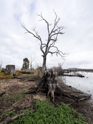 The Vast Landscape Of The Winton Wetlands Is A Hauntingly Beautiful Forest Made Up Of The Hundreds Of Thousands Of Drowned Trees