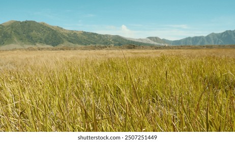 A vast, open field of tall grass with a clear blue sky above. The field is empty and peaceful, with no signs of human activity - Powered by Shutterstock