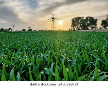 Vast open green fields under cloudy blue sky.