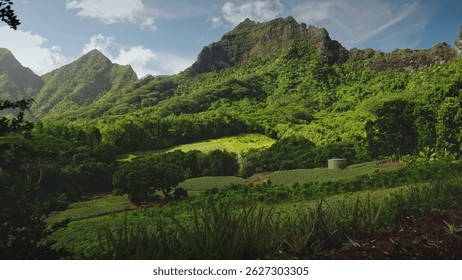 Vastos campos de piña prosperan bajo la atenta mirada de las imponentes montañas, creando un panorama impresionante de la belleza agrícola de Moorea y el esplendor natural. Paraíso salvaje remoto, viaje de verano exótico