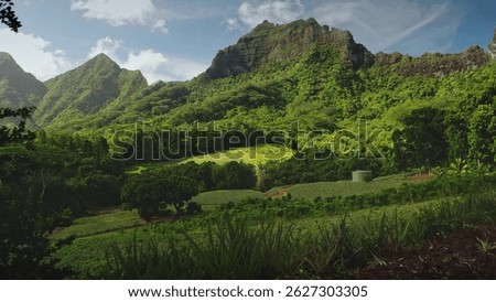 Vast pineapple fields thrive under watchful gaze of towering mountains, creating a breathtaking panorama of Moorea agricultural beauty and natural splendor. Remote wild paradise, exotic summer travel