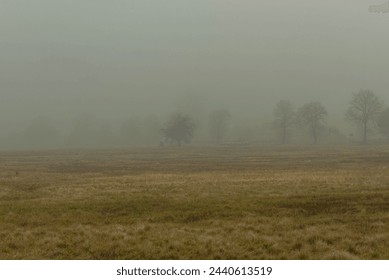 A vast plain on a snowless winter morning covered with yellow, dry grass. A thick fog hangs over the ground. In the fog, you can faintly see leafless trees in the distance. - Powered by Shutterstock