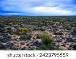 The Vast Sonora desert in central Arizona USA on a early Spring morning	