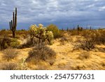 The Vast Sonora desert in central Arizona USA on a cloudy early Spring morning