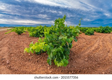 Vast vineyard rows corner under the cloudy sky