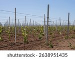 A vast vineyard with young grapevines supported by rows of poles and wires, stretching to the horizon under a clear blue sky, signifying new growth and organized agriculture
