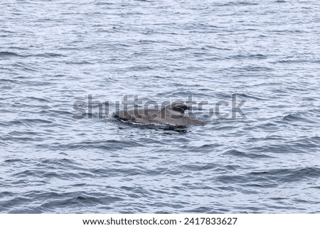 In the vastness of the Lofoten Islands' waters, a lone pilot whale (Globicephala melas) surfaces, a gentle giant amidst the undulating waves near Andenes.