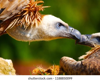 Les Oiseaux Dafrique Partie 1 Born To Be Wild Le