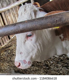 Veal With Trichophyton Verrucosum