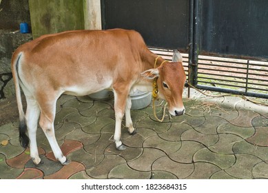 Vechur Dwarf Cow Or Zebu