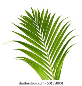 Vector Illustration With Green Palm Leave