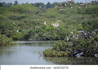 Vedanthangal Bird Sanctuary 30hectare Protected Area Stock Photo ...