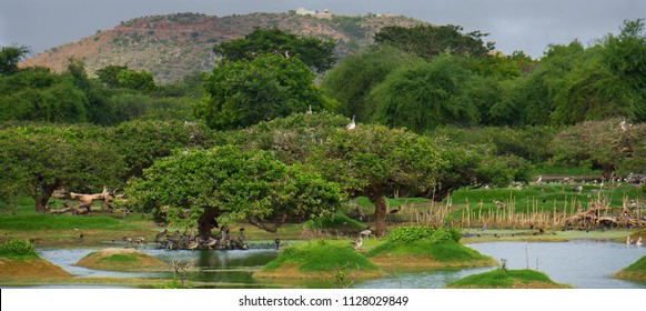 vedanthangal bird sanctuary tamil nadu india