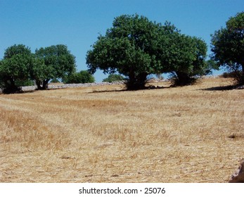 Veduta di campagna ragusana (Sicilia), con alberi di carrubo, in Estate. Sicily, Ragusa’s country landscape, with carob trees, in the Summertime.