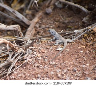 Vegas Lizard Clark County Wetlands