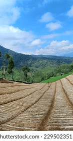 vegetable agriculture plantation with unique pattern and blue skyin background, copy space for story
