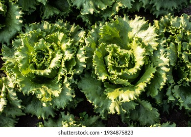 Vegetable Bed With Imperial Lettuce In A Family Farm In Sao Paulo State, Brazil